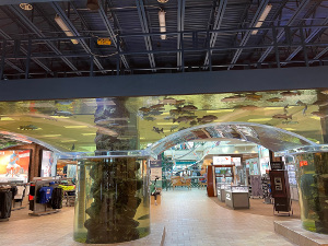 Situated between three columns, the tank is of heavy duty glass and the water reflects a slightly yellowish light.  The tank is filled with sport fish.